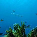 barracuda - Dive in hurghada, red sea